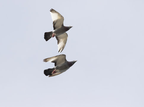 two homing pigeon brid flying over sky