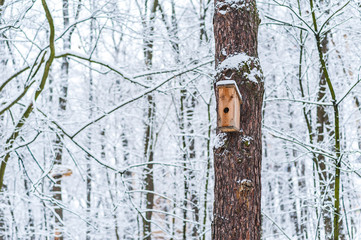 Bird feeders. A colorful, homemade bird feeder on the tree. Winter bird feeder in the park, forest.