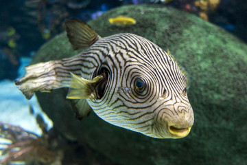 Reticulated pufferfish Arothron reticularis - sea and ocean tropical fish © mirecca