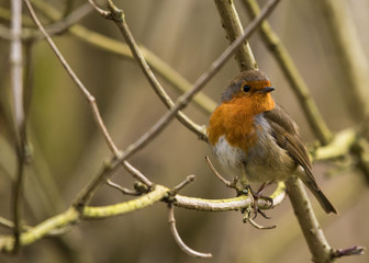 robin