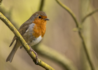 robin