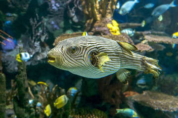 Reticulated pufferfish Arothron reticularis - sea and ocean tropical fish © mirecca
