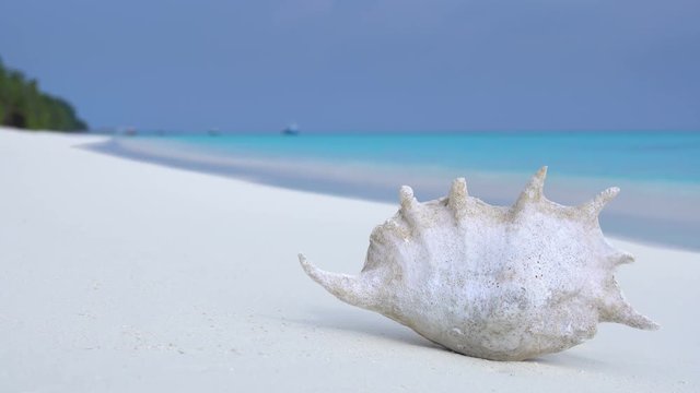 Seashell on sandy maldivian beach, nobody