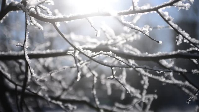 Snow falling on leafless branches of tree. Russian winter christmas season background in park