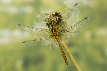 Heidelibelle