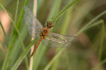 Heidelibelle