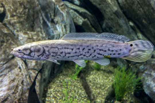 The Bowfin, Amia calva,- "living fossil." ,fossil fish