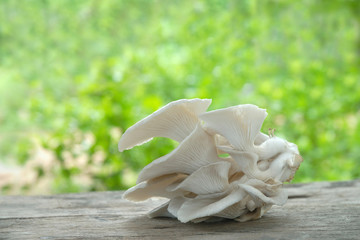 Oyster mushrooms on wooden table, green background.