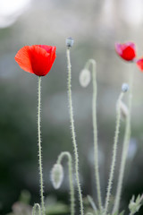 Obraz premium Mohn
