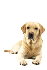 .Dog labrador breed on isolated background