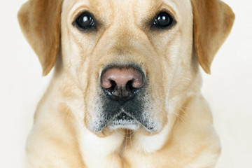 .Dog's face close-up, big beautiful eyes