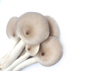 Oyster mushrooms on white background, top view.