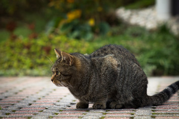 Garten K&auml;tzchen