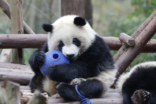 Fototapeta Little Panda Cub is Playing with A Blue Ball, Chengdu, China