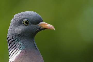 portrait of a pigeon bird, closeup, głowa ptaka na zielonym tle, profil gołębia, portet