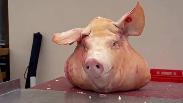 Bizarre pig head on a table