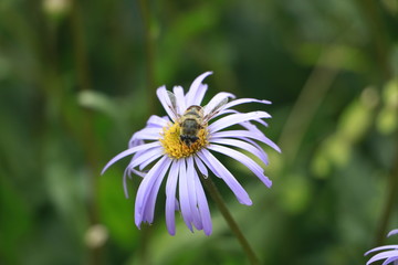 flower, nature, daisy, white, summer, yellow, garden, green, macro, spring, plant, camomile, flowers, blossom, beauty, bee, insect, flora, bloom, petals, grass, chamomile, petal, wild, close-up