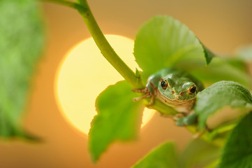 European tree frog climbing on raspberry with sun in background
