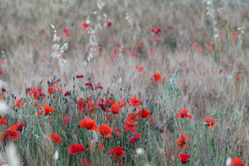Fototapeta premium Poppies in a field of wheat - Italy 