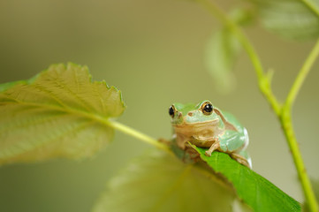 European tree frog sitting on stem of raspberry