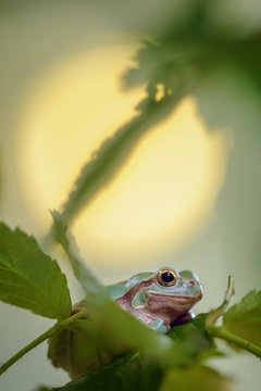 Green frog between stem and leaves with sun in background