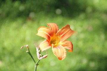 Lily At Fort Edmonton Park, Edmonton, Alberta