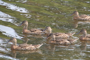 Group Of Mallards, Gold Bar Park, Edmonton, Alberta
