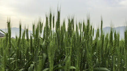 green barley field