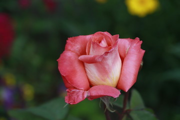 rose, flower, red, garden, nature, pink, bud, plant, bloom, beauty, roses, petal, floral, love, blossom, green, flora, macro, spring, petals, summer, leaf, red rose, flowers, color