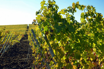 Fototapeta na wymiar Lush Grape Vineyard in the hill