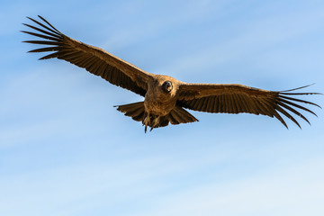 Pérou, Canyon de Colca : Un Condor femelle piaillant en plein vol.