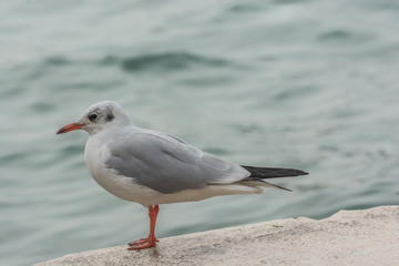 Möwe