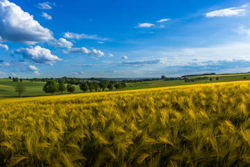 Landschaftsfoto von einem Getreidefeld vor einer Stra&szlig;e
