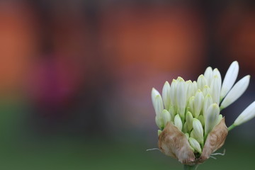 Fototapeta premium Flor