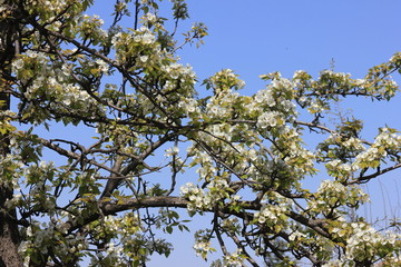  Spring in Georgia.