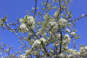 Beauty of flowering trees in spring in Georgia.