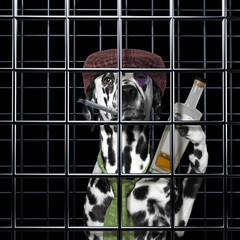 Drunken dalmatian dog is punishe in cage