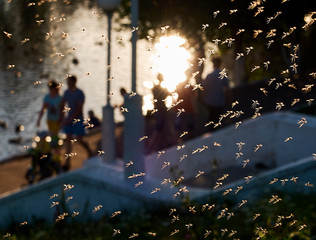 Mosquito horde attack on the families local park