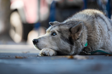 Husky dog laying and looking up