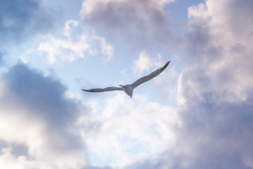 flying Seagull on blue sky background with clouds