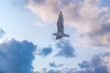 flying Seagull on blue sky background with clouds