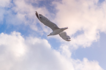 flying Seagull on blue sky background with clouds