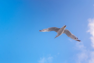 flying Seagull on blue sky background with clouds