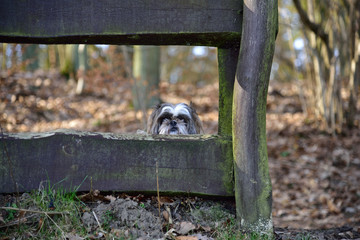 Dog behind a wooden fence. - obrazy, fototapety, plakaty