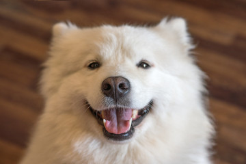 Obraz premium portrait of a white Samoyed husky
