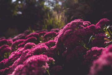 Blumen im Fr&uuml;hling