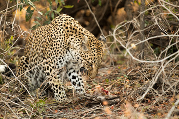 Leopard growling at meal