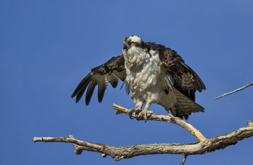 An Osprey Stretching his Wings
