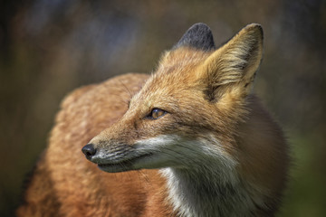 Naklejka na ściany i meble Portrait of a Red Fox
