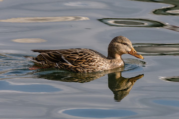 Female mallard swims in the water